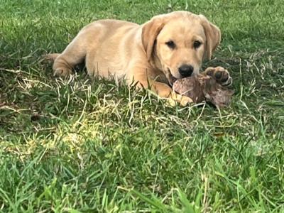 Fox Red Labrador puppies in Kilkenny