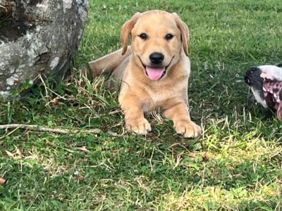 Fox Red Labrador puppies in Kilkenny