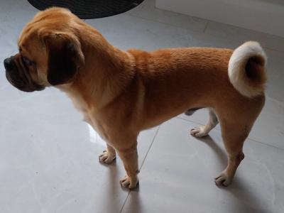 MARLEY is looking for a good loving home  loves walks very lovable and friendly €150