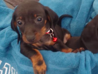 Ikc pending' Dachshund puppies in Laois