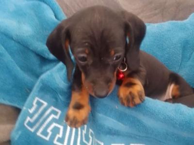 Ikc pending' Dachshund puppies in Laois