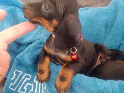 Ikc pending' Dachshund puppies in Laois