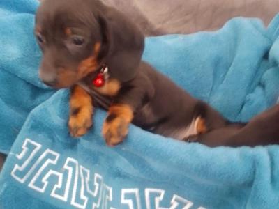 Ikc pending' Dachshund puppies in Laois