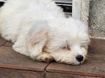 Cavachon puppies in Galway