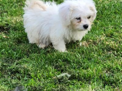 Cavachon puppies in Galway