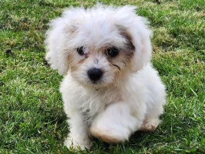 Cavachon puppies in Galway