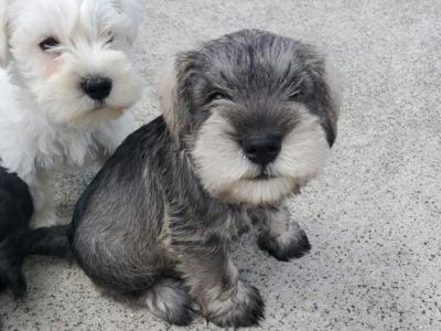 Miniature Schnauzer puppies