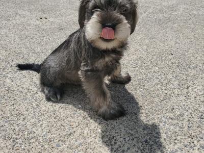 Miniature Schnauzer puppies