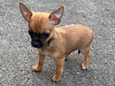 Purebred Chihuahua puppies in Clare