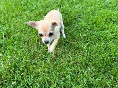 Purebred Chihuahua puppies in Clare