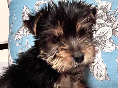 Miniature Yorkshire Terrier pups for sale in Wexford