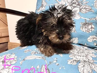 Miniature Yorkshire Terrier pups for sale in Wexford