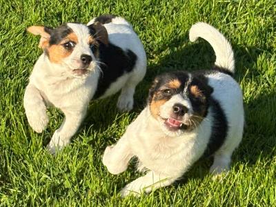 Lovely miniature Jack Russell x Bichon Frise puppies in Leitrim