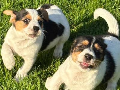 Lovely miniature Jack Russell x Bichon Frise puppies in Leitrim