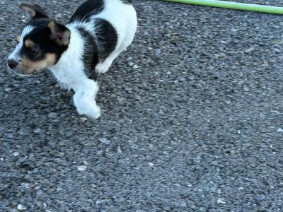 Lovely miniature Jack Russell x Bichon Frise puppies in Leitrim