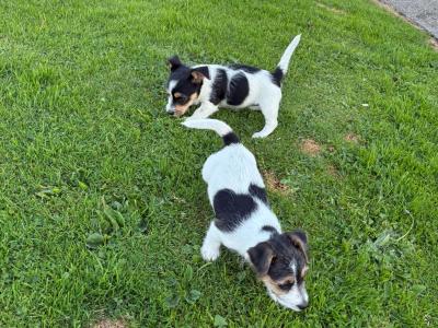 Lovely miniature Jack Russell x Bichon Frise puppies in Leitrim