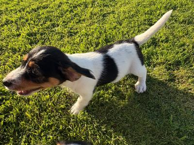 Lovely miniature Jack Russell x Bichon Frise puppies in Leitrim