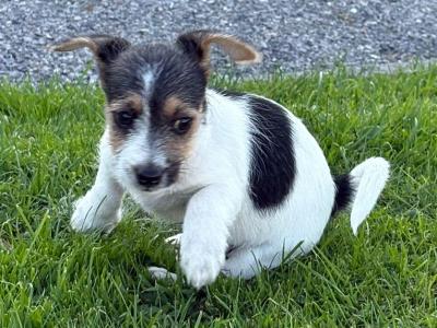 Lovely miniature Jack Russell x Bichon Frise puppies in Leitrim