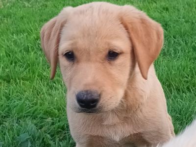 Fox Red Labrador puppies in Kilkenny