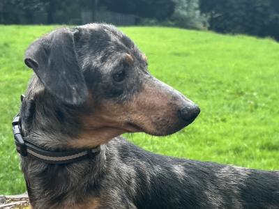 Standard Dapple Dachshund male dog