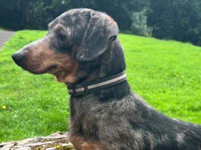 Standard Dapple Dachshund male dog