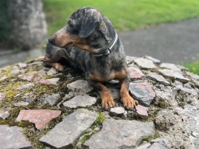 Standard Dapple Dachshund male dog