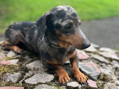 Standard Dapple Dachshund male dog