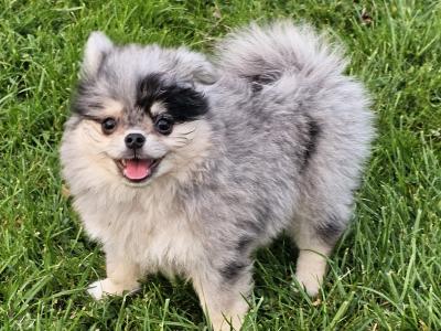 Gorgeous Fluffy Pomchi 😍 🐶 in Offaly