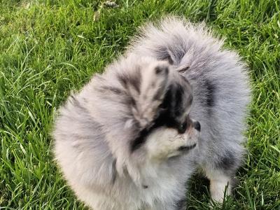 Gorgeous Fluffy Pomchi 😍 🐶 in Offaly