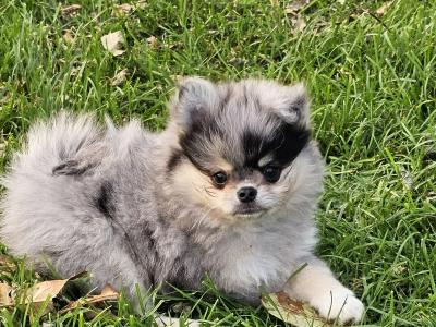 Gorgeous Fluffy Pomchi 😍 🐶 in Offaly