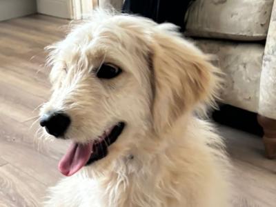 5 month old female Goldendoodle puppy for sale in Offaly
