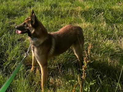 Cookie is a female Belgian Malinois dog in Wexford