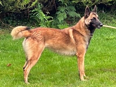 Cookie is a female Belgian Malinois dog in Wexford