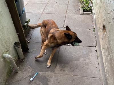 Cookie is a female Belgian Malinois dog in Wexford