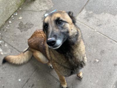 Cookie is a female Belgian Malinois dog in Wexford