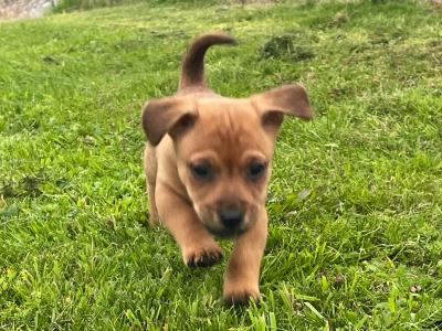 Adorable Jack Russell small puppies in Kerry