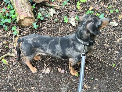 Standard Dapple Dachshund male dog