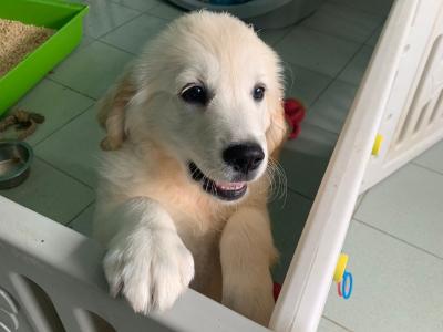 IKC Registered female Golden Retriever puppy for sale in Westmeath