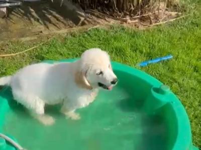 IKC Registered female Golden Retriever puppy for sale in Westmeath