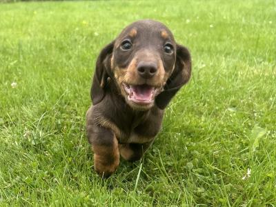 Female Miniature Dachshund puppy for sale in Monaghan