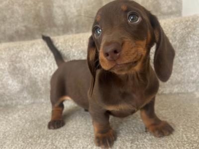 Female Miniature Dachshund puppy for sale in Monaghan