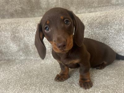 Female Miniature Dachshund puppy for sale in Monaghan