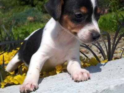 Tiny Jack Russell puppies in Cavan