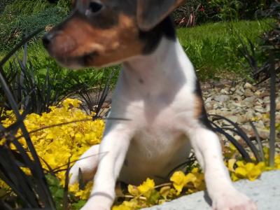 Tiny Jack Russell puppies in Cavan