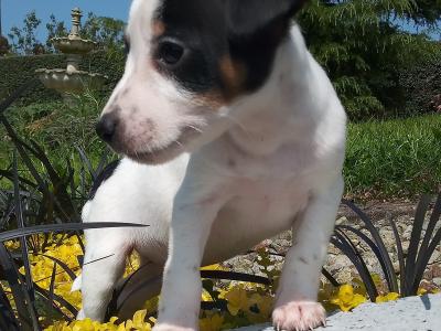 Tiny Jack Russell puppies in Cavan