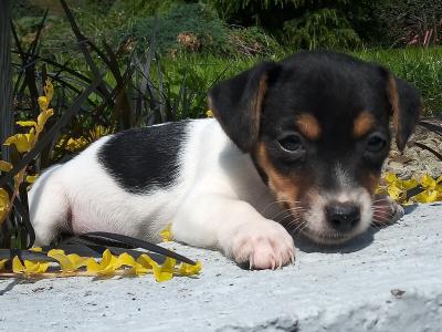 Tiny Jack Russell puppies in Cavan