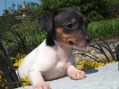 Tiny Jack Russell puppies in Cavan