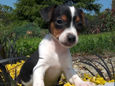 Tiny Jack Russell puppies in Cavan