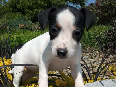 Tiny Jack Russell puppies in Cavan