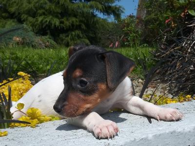 Tiny Jack Russell puppies in Cavan